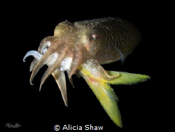 A cuttlefish fish enjoys a BIG lunch that was actually lo... by Alicia Shaw 